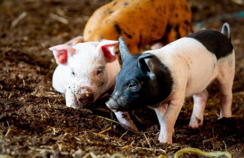 The Farm at Avebury - Foto 35