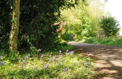 Black Cat Bach - Foto 39