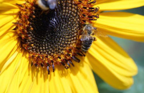 Blanks Safari Lodge - Foto 12