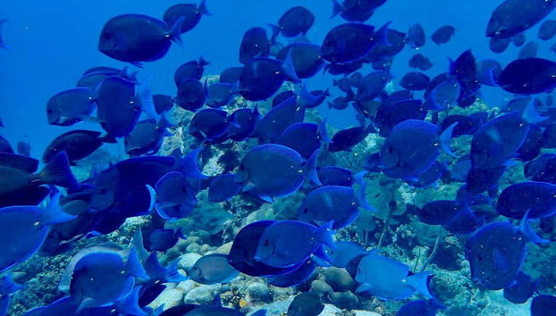 Providencia Snorkelling Tour - Foto 3