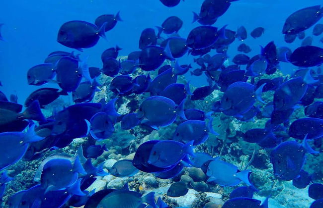 Snorkel en Providencia - Foto 3