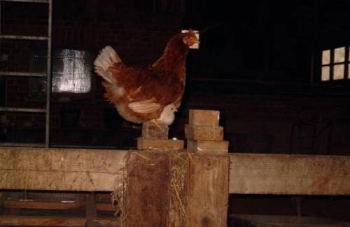 Holiday Home mit Meerblick - direkt an der Ostsee by Interhome - Foto 16