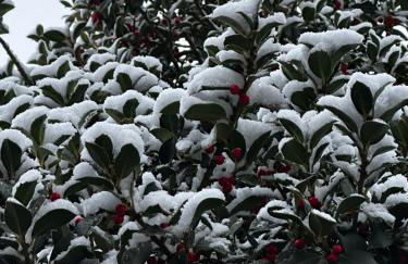 Los Tres Hórreos - Foto 37