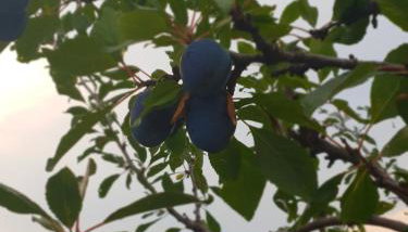 Kuća za odmor Mile - Foto 3