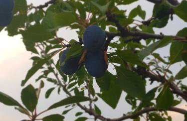 Kuća za odmor Mile - Foto 3