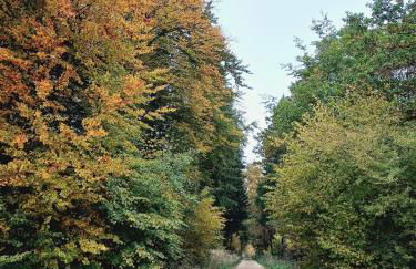 limonvélo - Foto 26