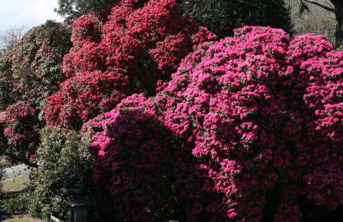Gamekeeper's Cottage within historic Tregrehan Garden - Foto 21