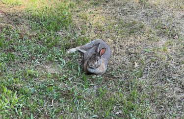 Lac de Vassivière Petite maison à proximité - Foto 27