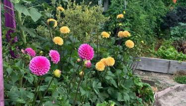 Amazing Santa Cruz Landscaped Paradise - Foto 5, Garden