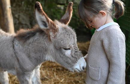 Fattoria di Maiano - Foto 86