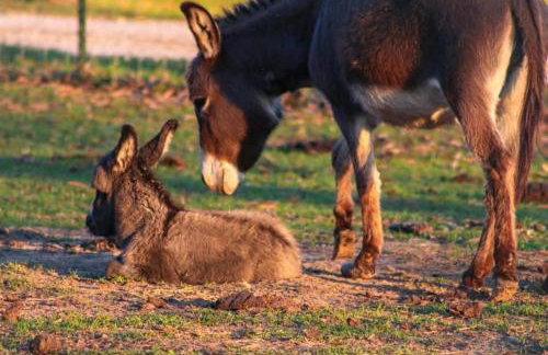 Ol’ Mel’s Farm - Foto 22