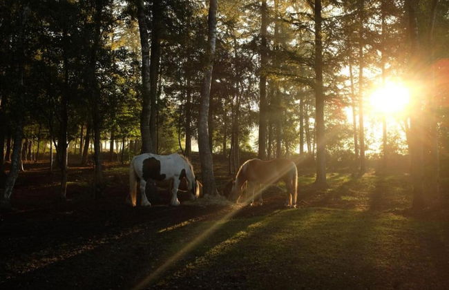 Cozy Holiday Home with Dishwasher near Zwolle - Foto 22