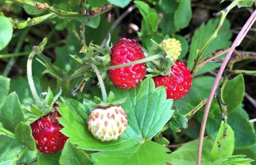 Dom Letniskowy na Kaszubach z podgrzewanym basenem - Foto 23