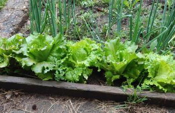 Jabłkowo-na skraju Puszczy Boreckiej ŚNIADANIA W CENIE - Foto 6