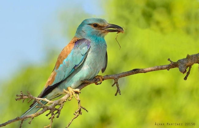 L'Esgolfa de ca l'Ortís - Foto 20