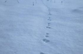 Le Repaire du Loup blanc - Foto 48