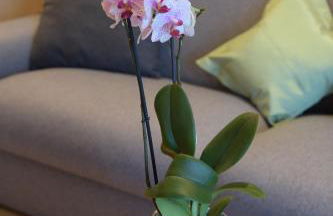 Appartments Hopfgartner Eurospar - Photo 36