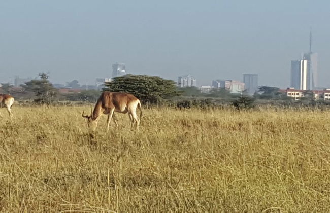 Achill Houses - Foto 60