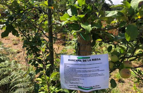 Casa de Campo Pumarada de Oirín - Foto 58