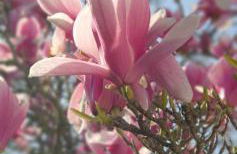 La Villa Azul - Foto 32