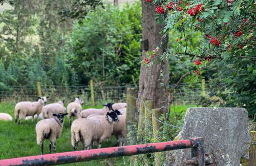 Bassenthwaite Farm Cottage, on a working farm in a tranquil setting - Foto 17