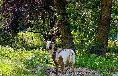 Osada Gęsin - Foto 20