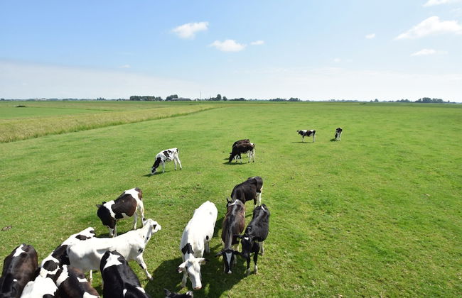 Farm Located in a Beautiful Area of Friesland - Foto 38