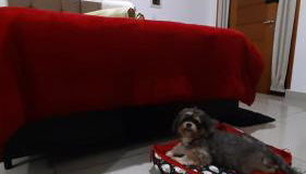 Apto Girassol - Foto 4, pet friendly