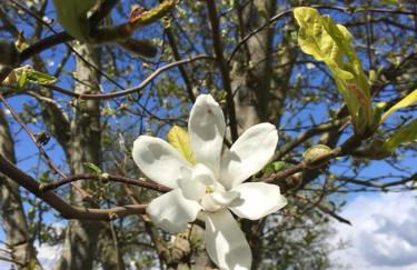 Bluebell Farm - Foto 37