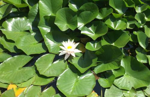 Il Loft di Villa al Parco - Photo 12