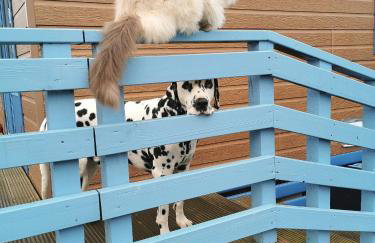 Glen Bay - 2 Bed Lodge on Friendly Farm Stay with Private Hot Tub - Foto 49