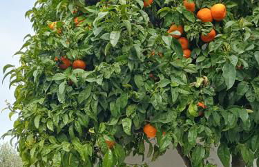 La Gesualda locazione turistica - Foto 48