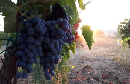 Auberge Santu Martine: Cottage with Pool (Manca) - Foto 44