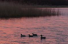 Domki letniskowe Hamer - Foto 7