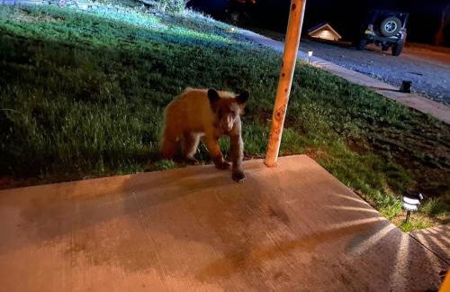 Valentine's Northern New Mexico Mountain Ranch on Colorado Border retreat - Foto 25