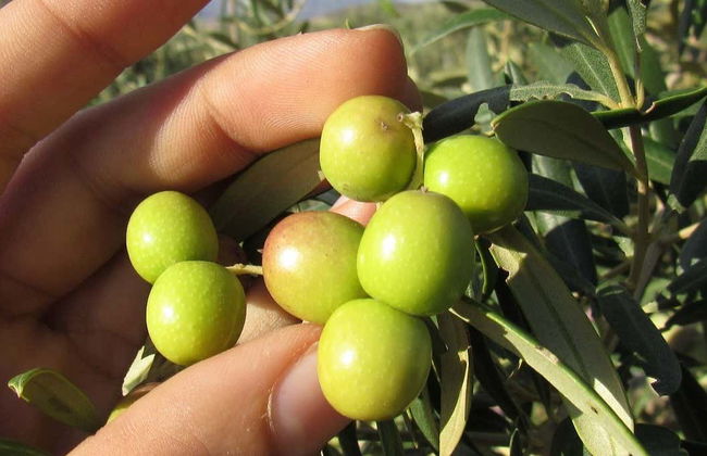 Visita a la finca Oleo Almanzora con degustación de aceite - Foto 1