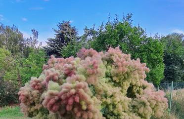 Ferienhaus am Birkenwaeldchen - Motzener See 150m - Foto 49