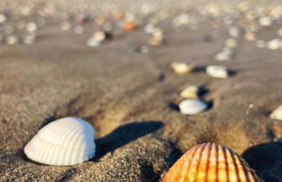 LA PAU DEL DELTA - Foto 48