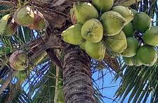 Morada BEACHE HOUSE 515 - Foto 17