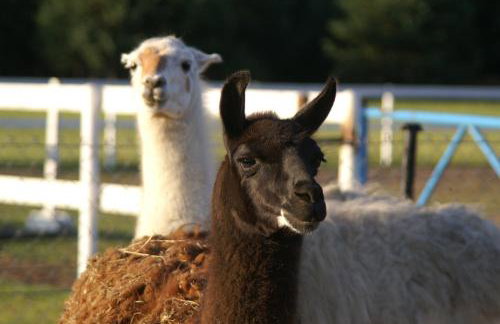 Samsara - Prawdziwa Agroturystyka - Photo 4