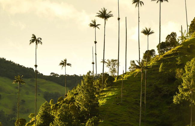 Descubra el Valle del Cocora y Paseo a Caballo en Salento - Excursión Privada de Día Completo - Foto 1