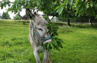 Ferienhof"WaldEsel Rippersroda" - Foto 46