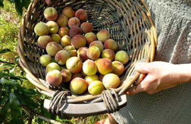 Clos des Loriots - Foto 25