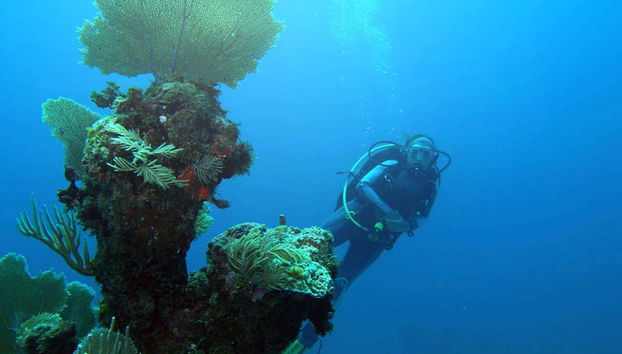 Xcalak Scuba Diving - Foto 4