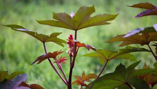 Rustykalny Apartament - Foto 4, Garden