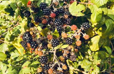 The Honeysuckle Coop - Foto 60