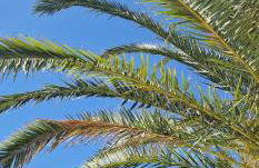 Masseria Cesarina B&B - Foto 63