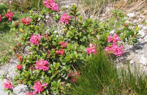 Baita Figliezzi - Foto 70