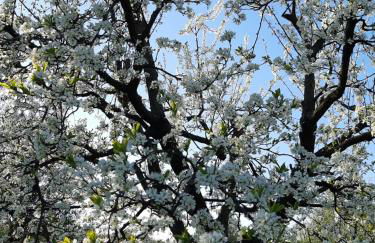 Villa Hakuna Matata - Foto 1