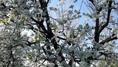 Villa Hakuna Matata - Foto 1, Garden view